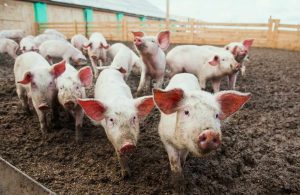造养猪场有哪些污水处理设备？