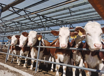 肉牛养殖废水处理设备