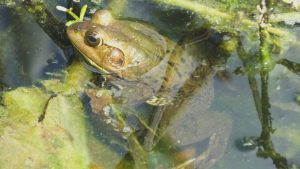 牛蛙养殖污水处理设备